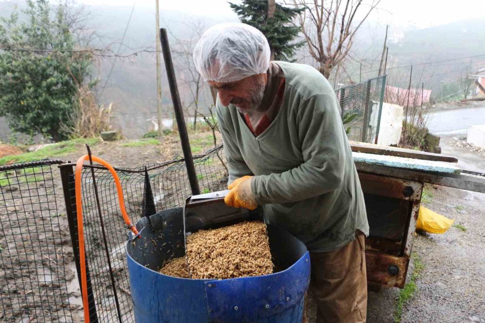 Emekli öğretmen 6 metrekarelik alanda hayvanları için yem üretiyor