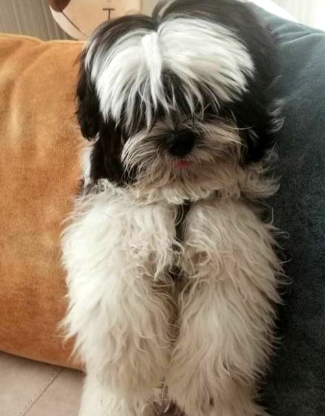 Apartmanda 4 saat 'pitbull esareti'