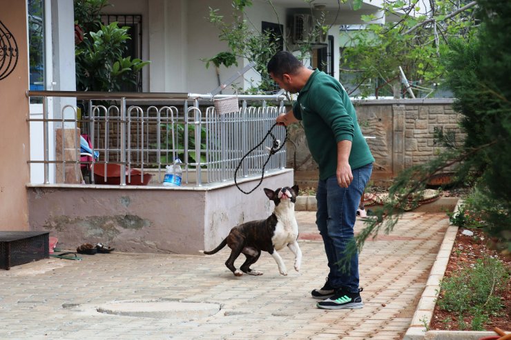 Apartmanda 4 saat 'pitbull esareti'