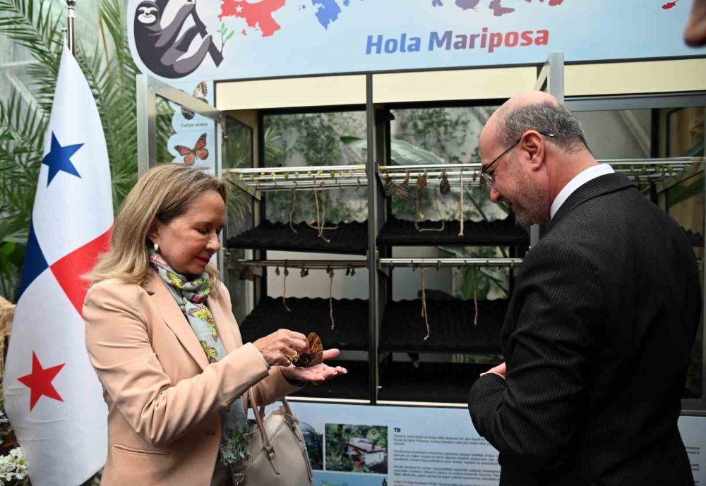 Panama’dan gelen kelebekler Konya Tropikal Kelebek Bahçesi’nde ilk uçuşlarını yaptı