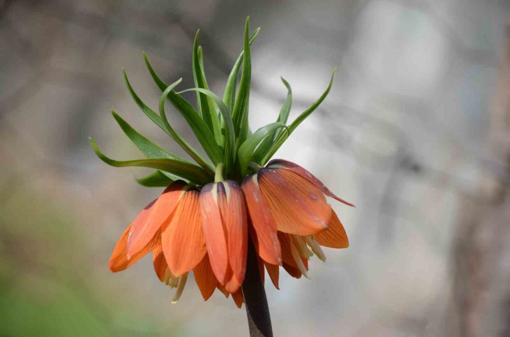 Şırnak’ta ’ters laleler’ kartpostallık görüntü oluşturdu