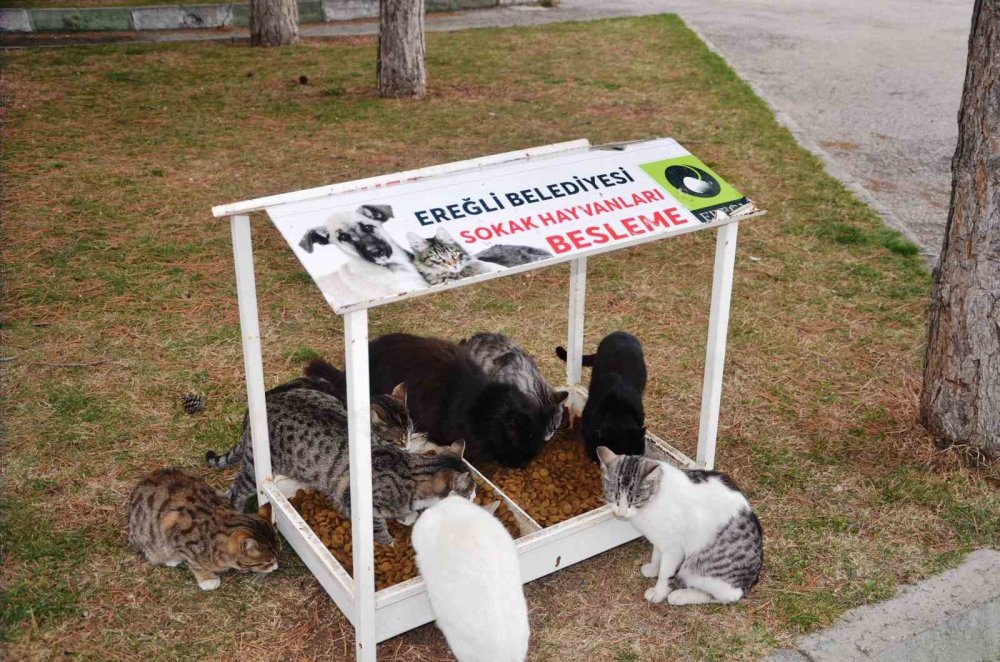 Ereğli Belediyesi sokak hayvanlarına sahip çıkıyor