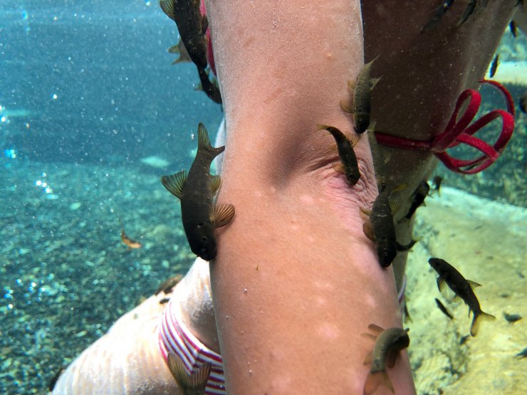 Doktor balıklar 'sel' tehdidi altında