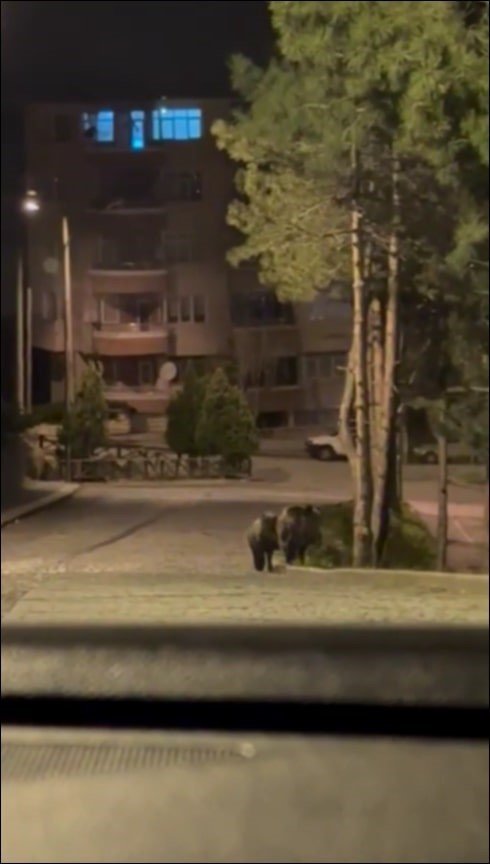 Konya’da aç kalan domuzlar şehre indi