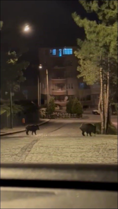 Konya’da aç kalan domuzlar şehre indi