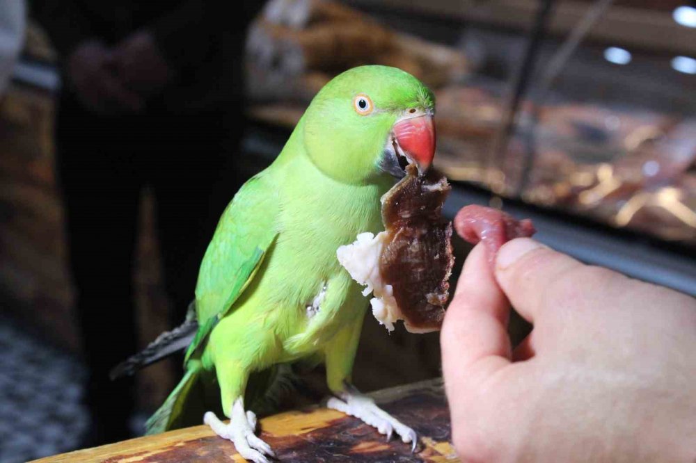 Kasabın papağanı, sadece 22 bin liraya satılan etten yiyor