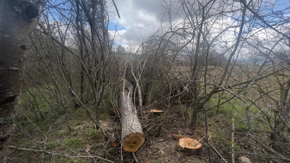 Arkadaşının kestiği ağacın altında kalarak hayatını kaybetti