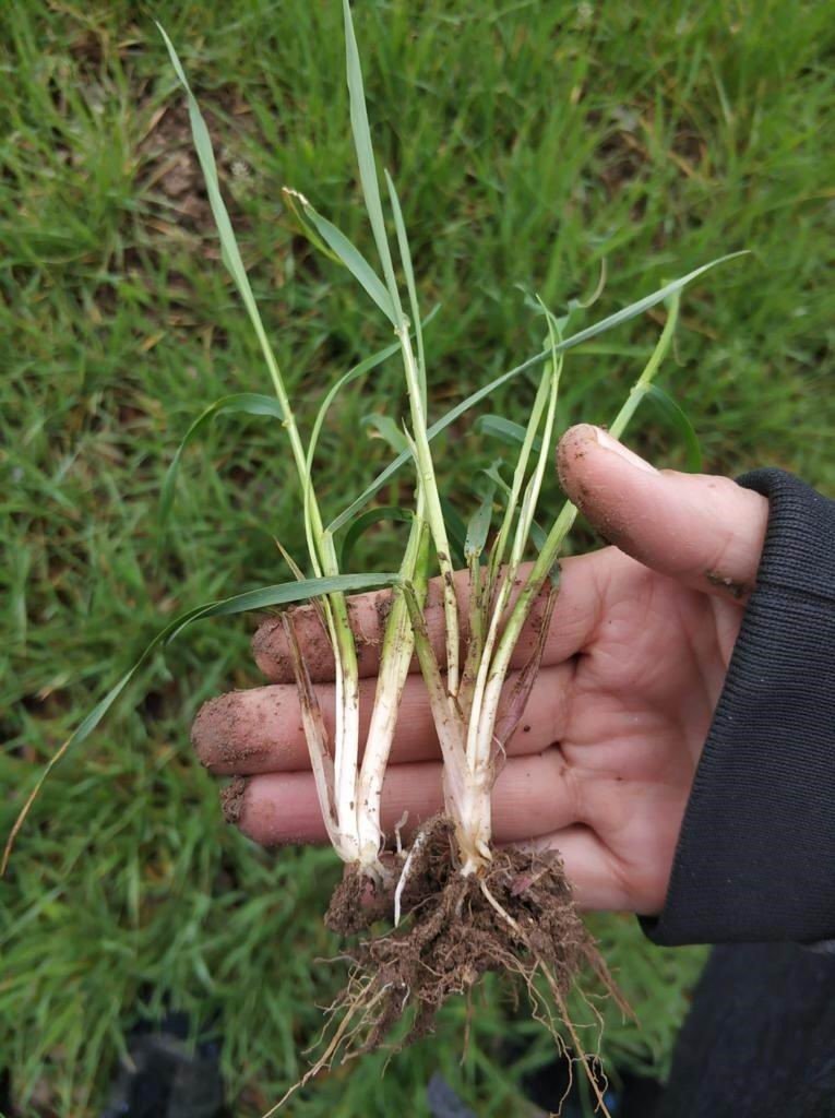 Konya'da ekili alanlarda hastalık kontrolleri yapılıyor