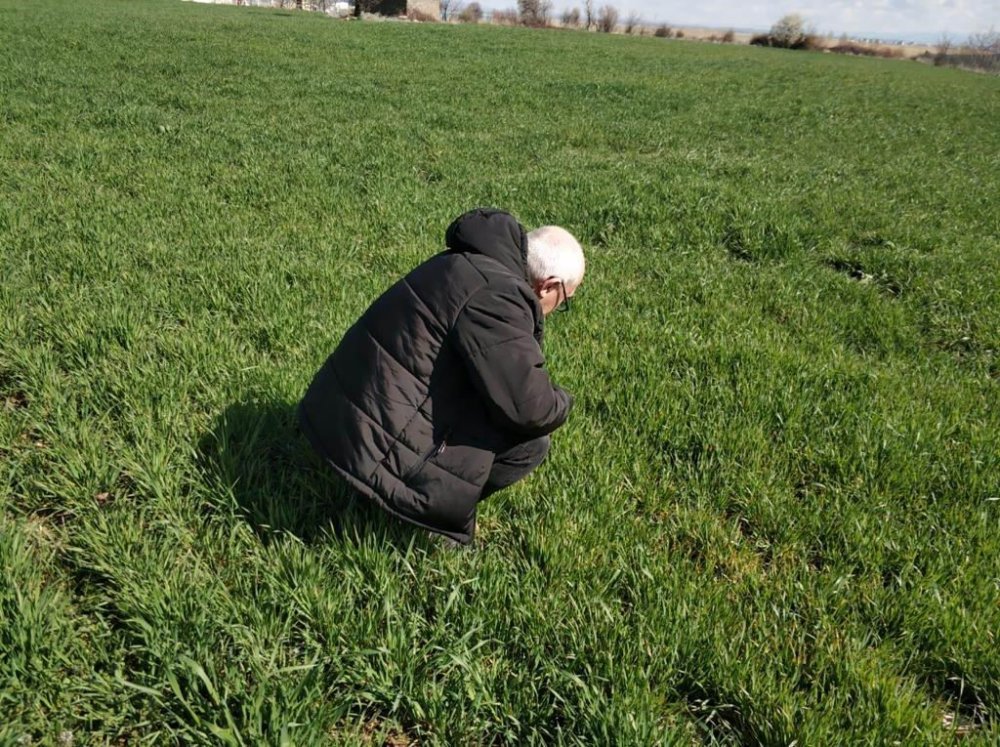 Konya'da ekili alanlarda hastalık kontrolleri yapılıyor