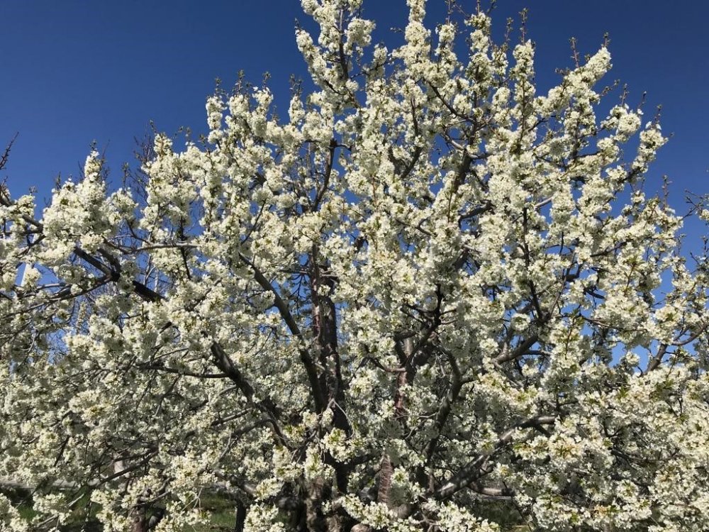 Beyaz kirazın başkenti olan Konya ilçesinde ağaçlar beyaza büründü