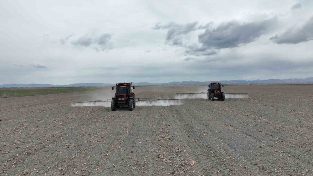 Konya'da iki belediyeden iş birliği! 350 bin kilo nohut hasadı bekleniyor