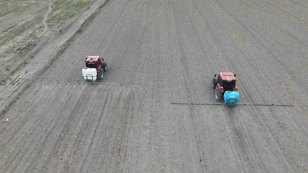 Konya'da iki belediyeden iş birliği! 350 bin kilo nohut hasadı bekleniyor
