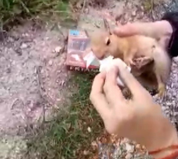 Konya'da yolda bulunan yaralı sincaba vatandaştan şefkat eli