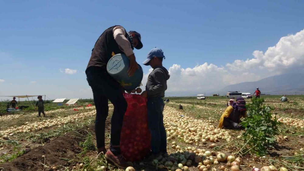 Parayı marketler kazanıyor! Soğan tarlada bakın kaç lira