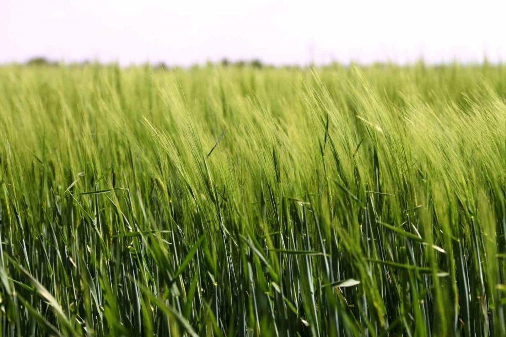 Konya Ovası’nda yağışlar sonrası rekoltede durum ne?