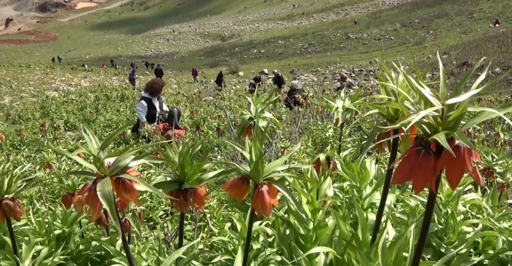 Görmek için 2 saat yürüdüler, korkudan dokunamadan geri döndüler