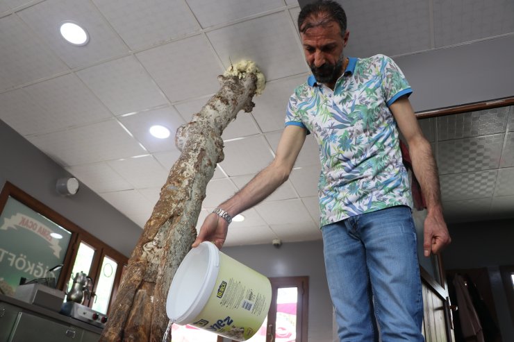 Kesmeye kıyamadığı 45 yıllık ağacı dükkanının içinde bıraktı