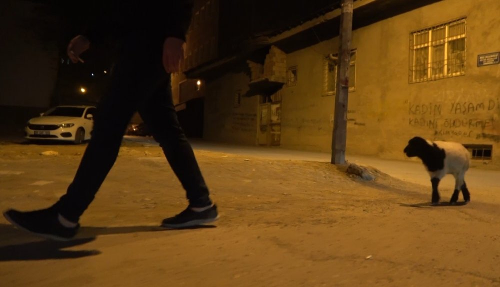 Bu kuzu başka! Çarşı pazar geziyor