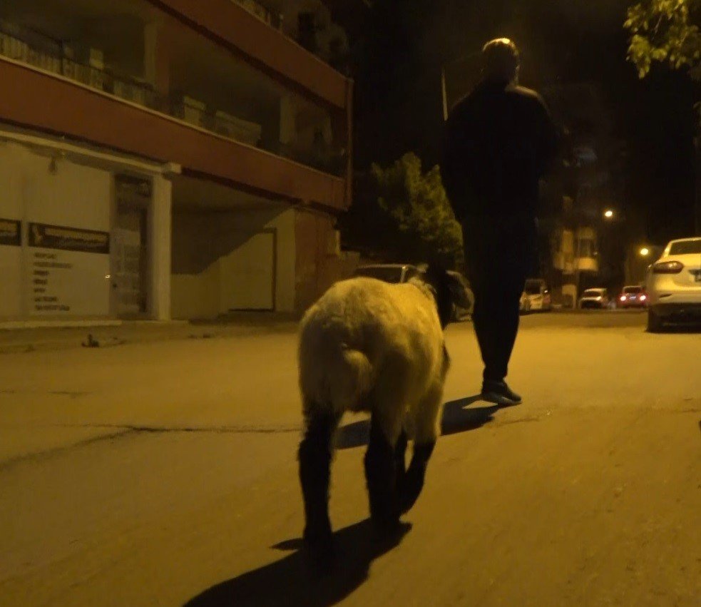 Bu kuzu başka! Çarşı pazar geziyor