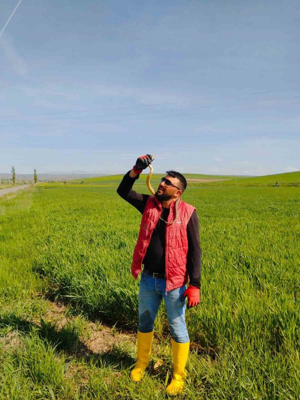 Yakaladığı yılanla kedi yavrusuyla oynar gibi oynadı