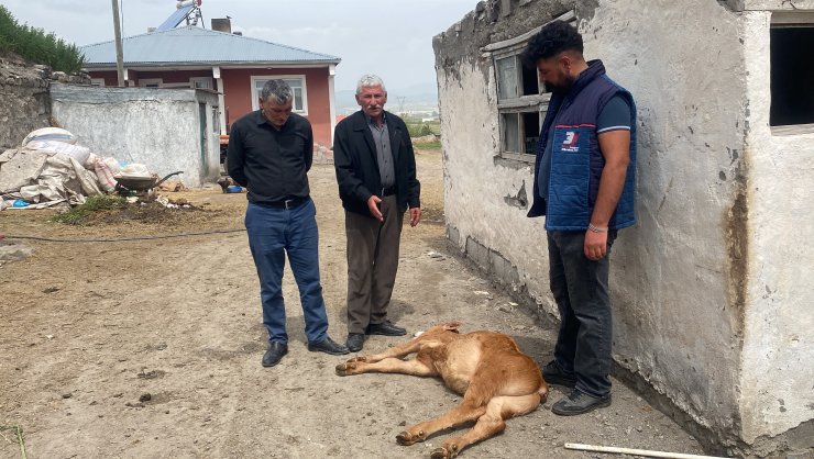 Besiciler tedirgin, bu köyde 10 günde 70 buzağı öldü, inceleme başlatıldı