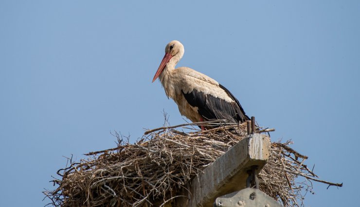 Yavru leylekler için 'kuraklık' riski