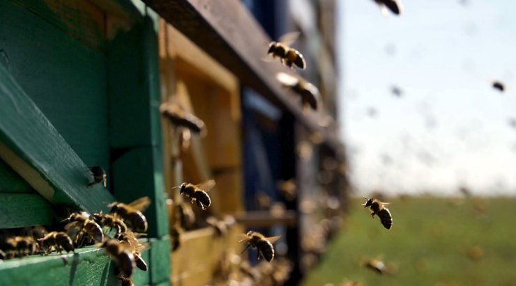 Depremzedelere, bedelsiz hayvan dağıtımı başladı