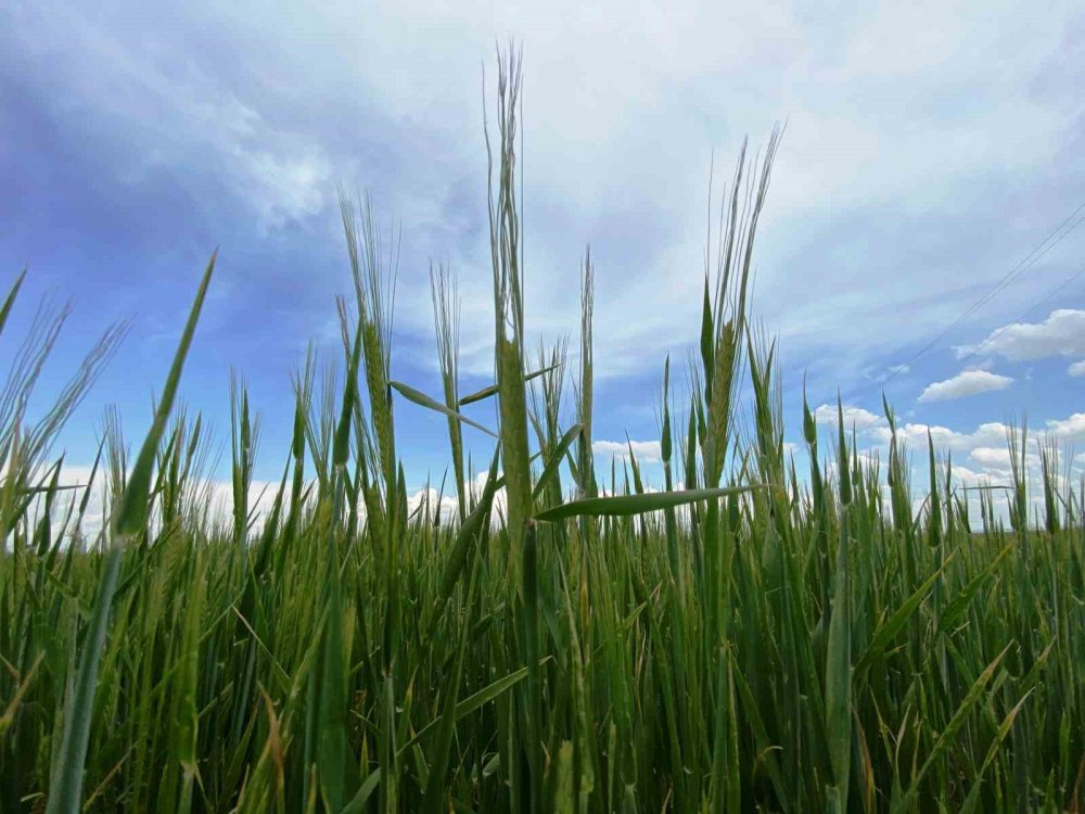 Türkiye’de tarımsal kuraklık riski kalmadı ama... Uzman isimden çiftçilere uyarı