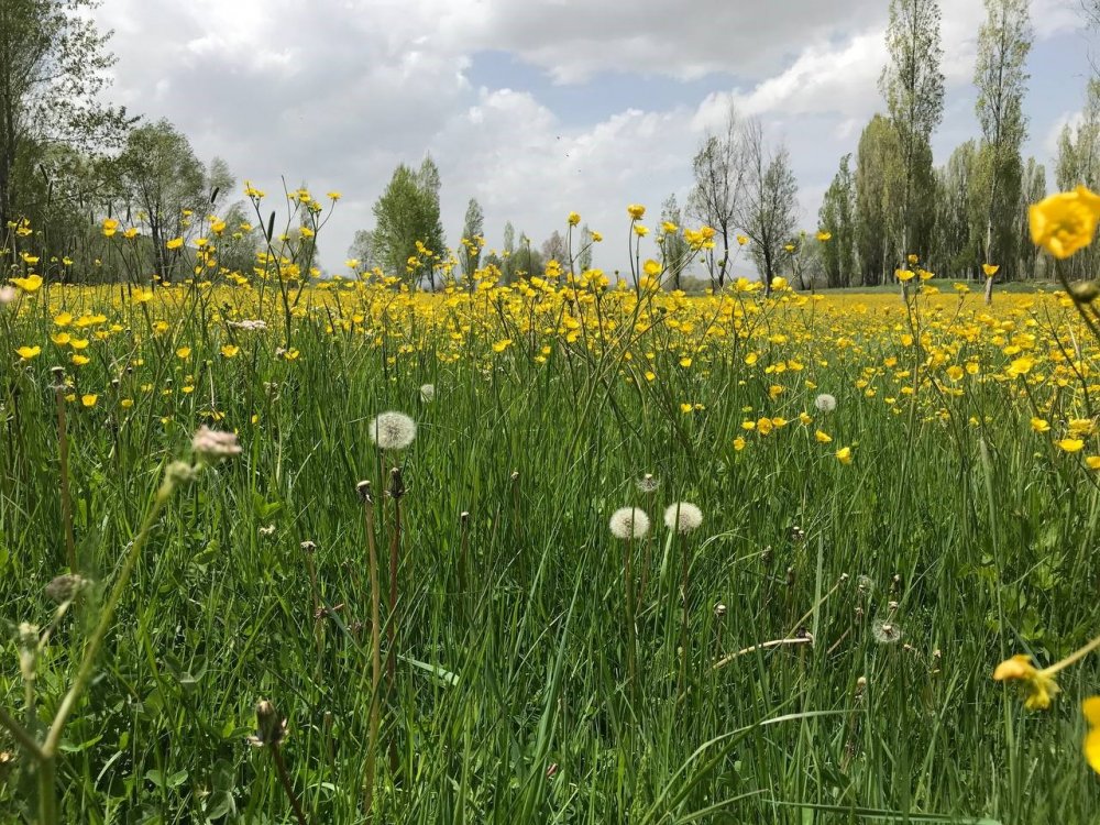 Açan kanolalar görsel şölen oluşturdu