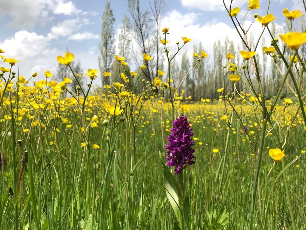 Açan kanolalar görsel şölen oluşturdu