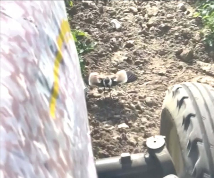 Traktörün önüne geçip yumurtalarının ezilmesini engelledi