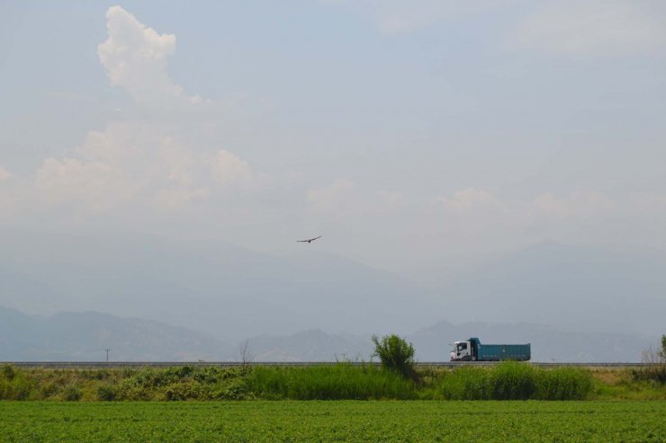 Traktörün önüne geçip yumurtalarının ezilmesini engelledi