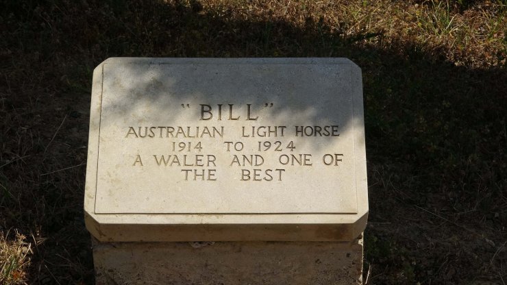 Çanakkale Savaşları'nda adına mezar taşı olan tek savaş atı; 'Bill'