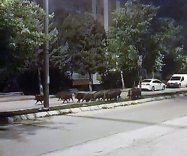 Domuz sürüsünün akşam gezintisi kameraya takıldı