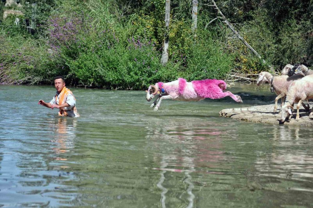 Kınalı kuzularını dünya tanıyor