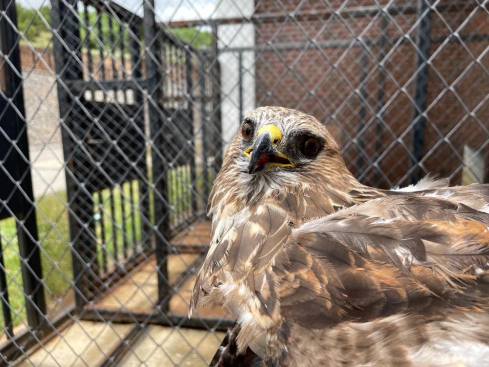 Kemik nakliyle sağlığına kavuştu, doğaya salındı