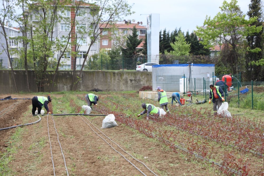 Sokakları yerli ve milli güller renklendirecek