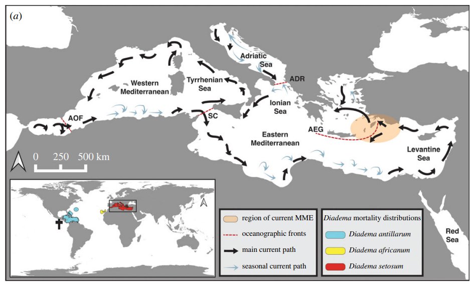 Doğu Akdeniz'de istilacı deniz kestanelerinde kitlesel ölüm