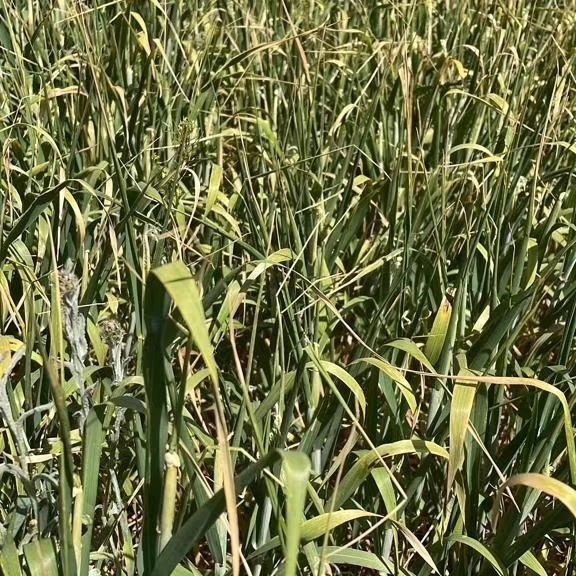 Konya'nın o ilçesinde bitki gelişimi önceki yıllara göre geri kaldı