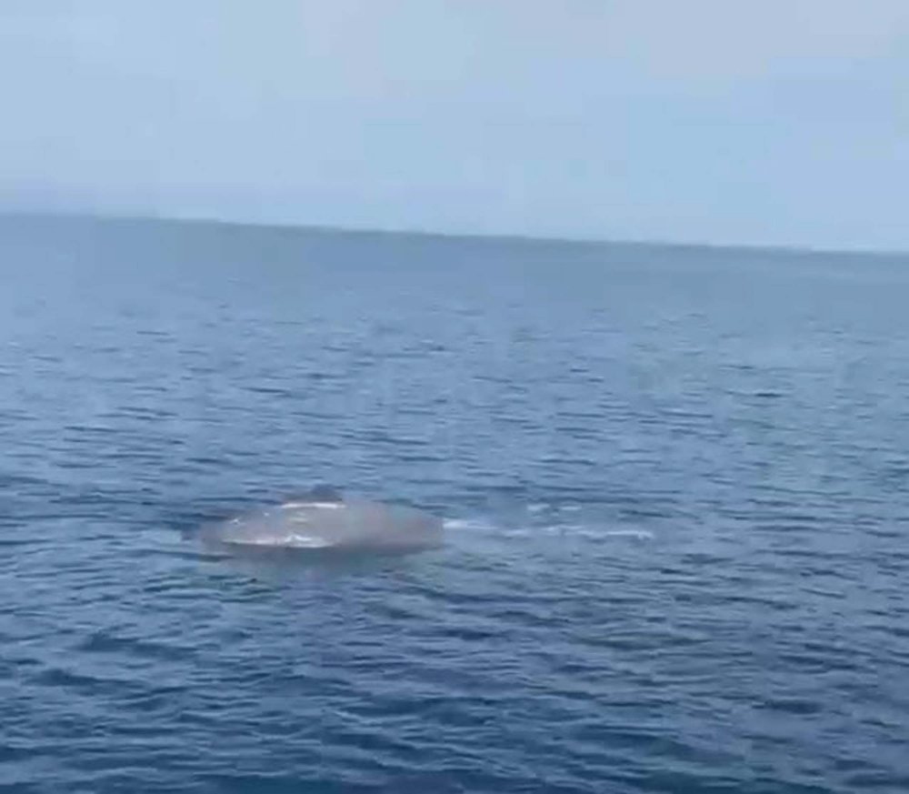 Tekne turunda bakın ne gördüler