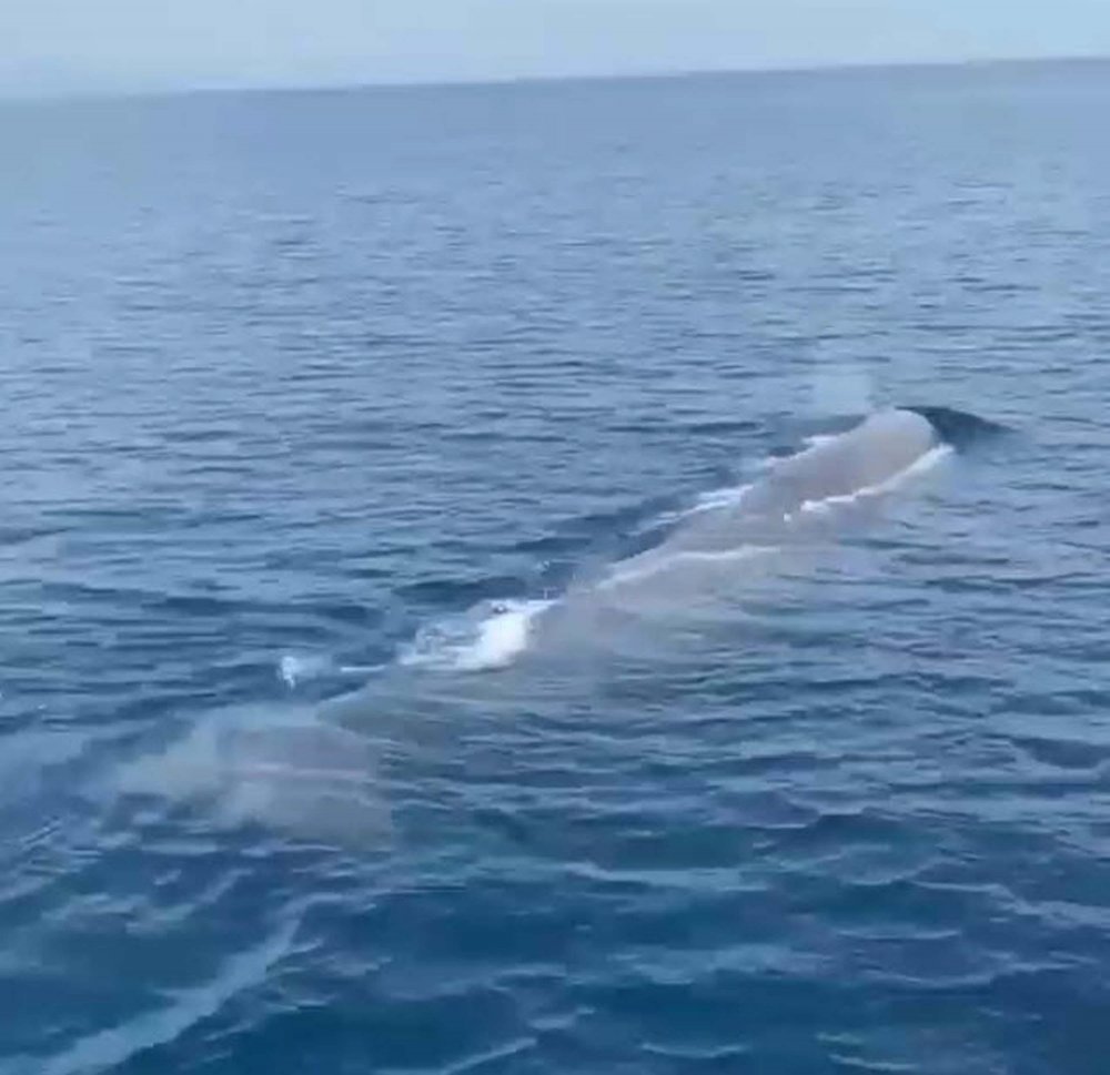 Tekne turunda bakın ne gördüler