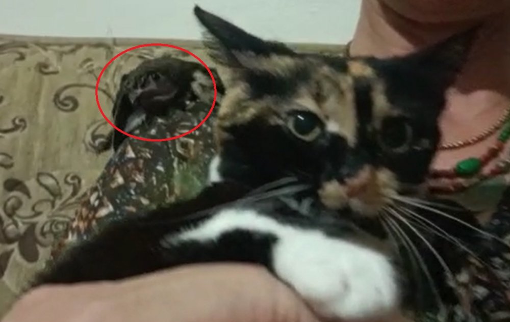 Ebabil ‘Cimcime’ ile kedi ‘Safiye’ 1 yıldır aynı evde yaşıyor