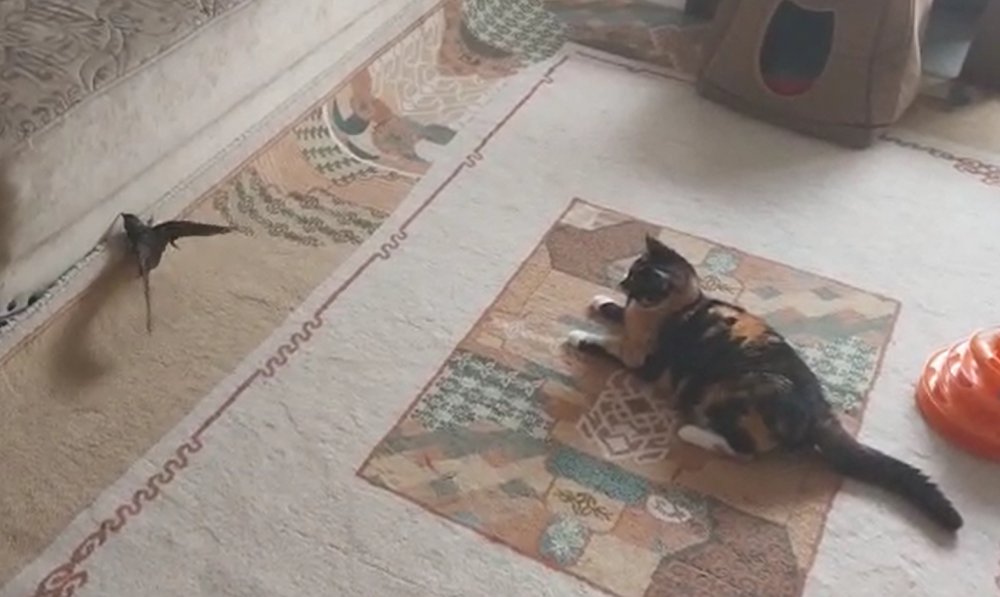 Ebabil ‘Cimcime’ ile kedi ‘Safiye’ 1 yıldır aynı evde yaşıyor