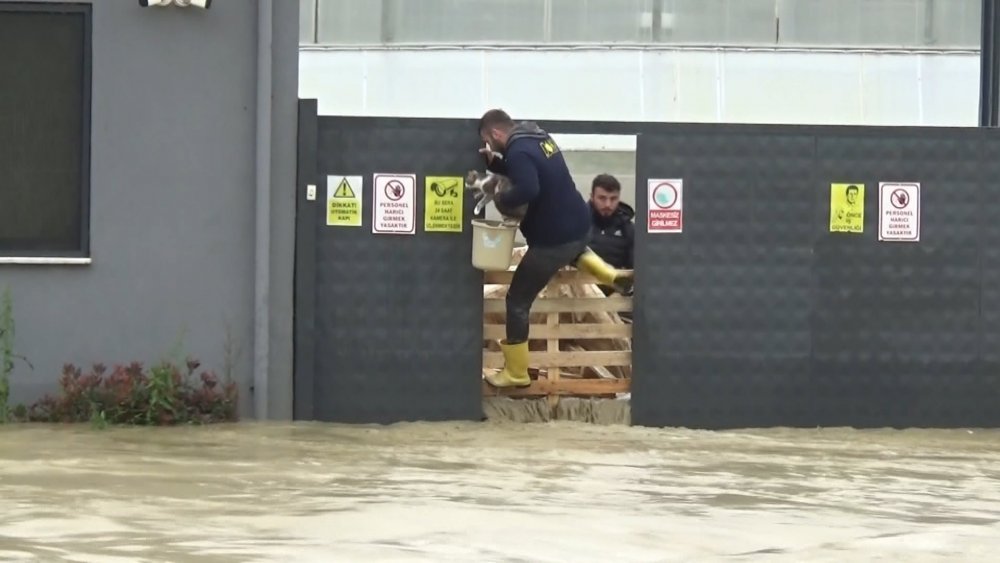 Selde mahsur kalan evcil hayvanlar kurtarıldı