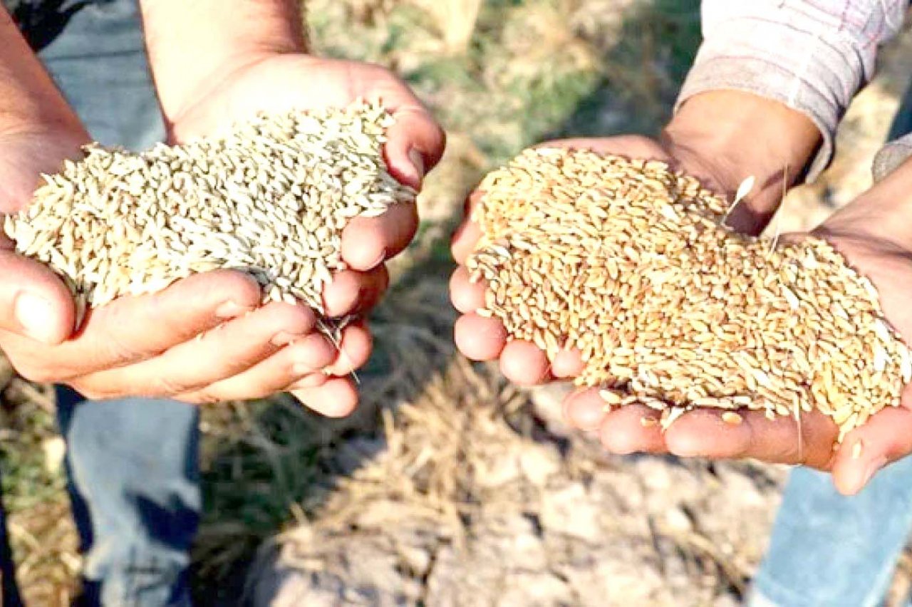 bugday-fiyatlarindan-ciftciler-memnun-002.jpg