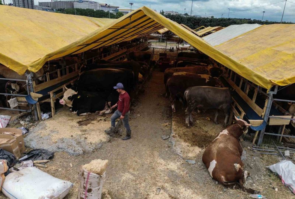 Kurbanlıklar görücüye çıktı. Pazarlıklar başladı