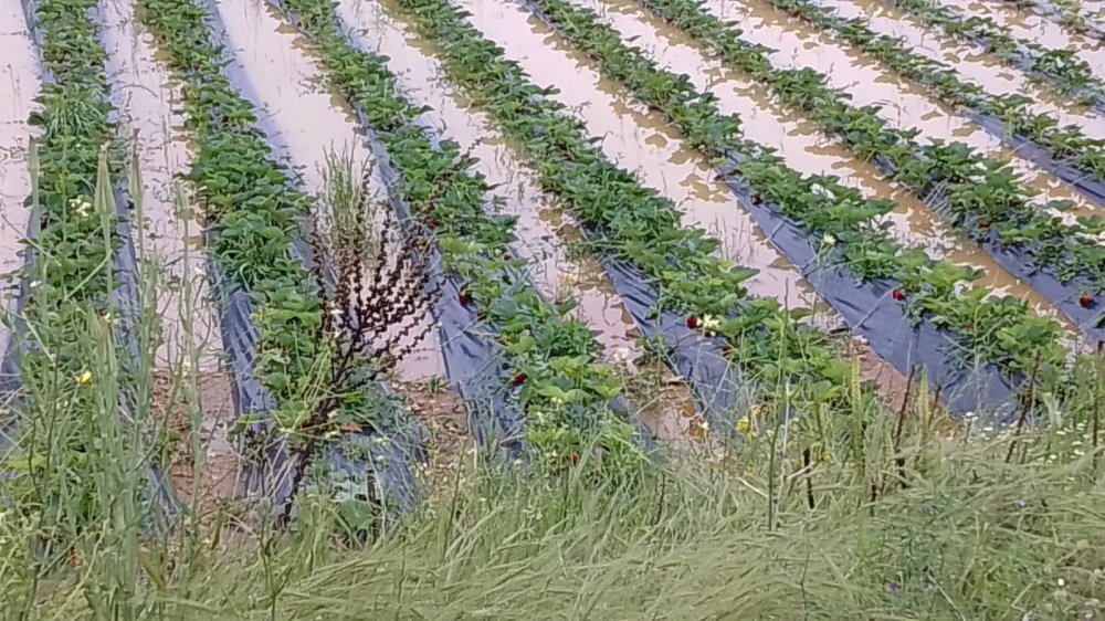Konya’da haziran ayında kış mevsimini andıran görüntüler