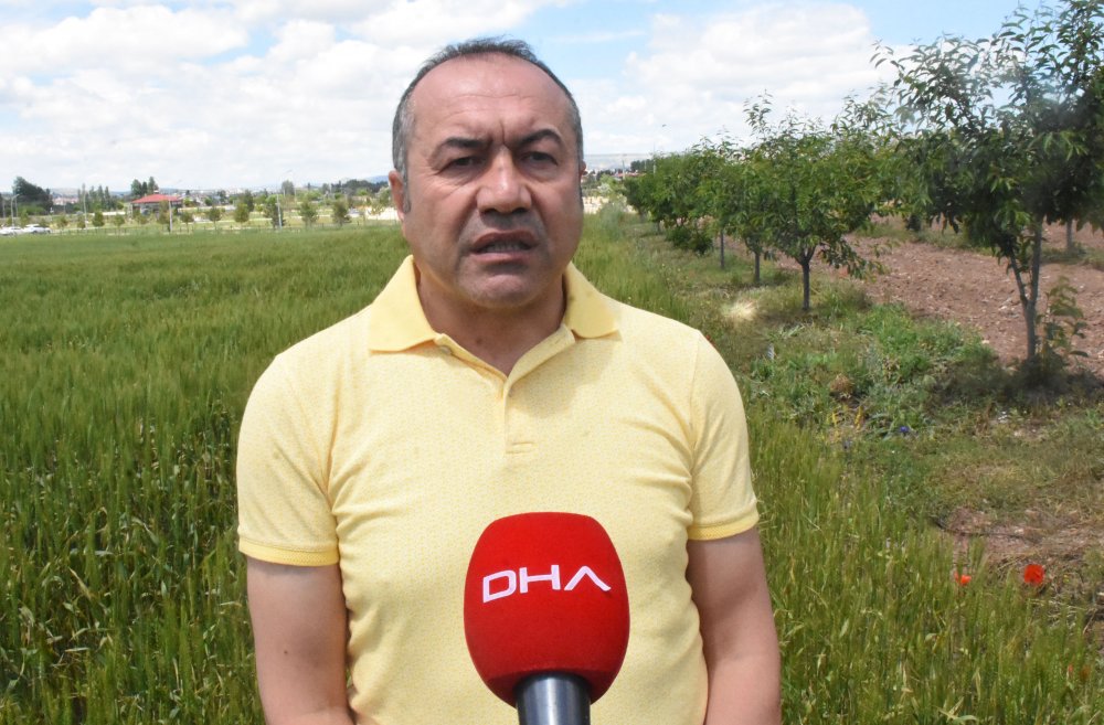 Türkiye'nin tahıl ambarı Konya Ovası'nda hastalık alarmı