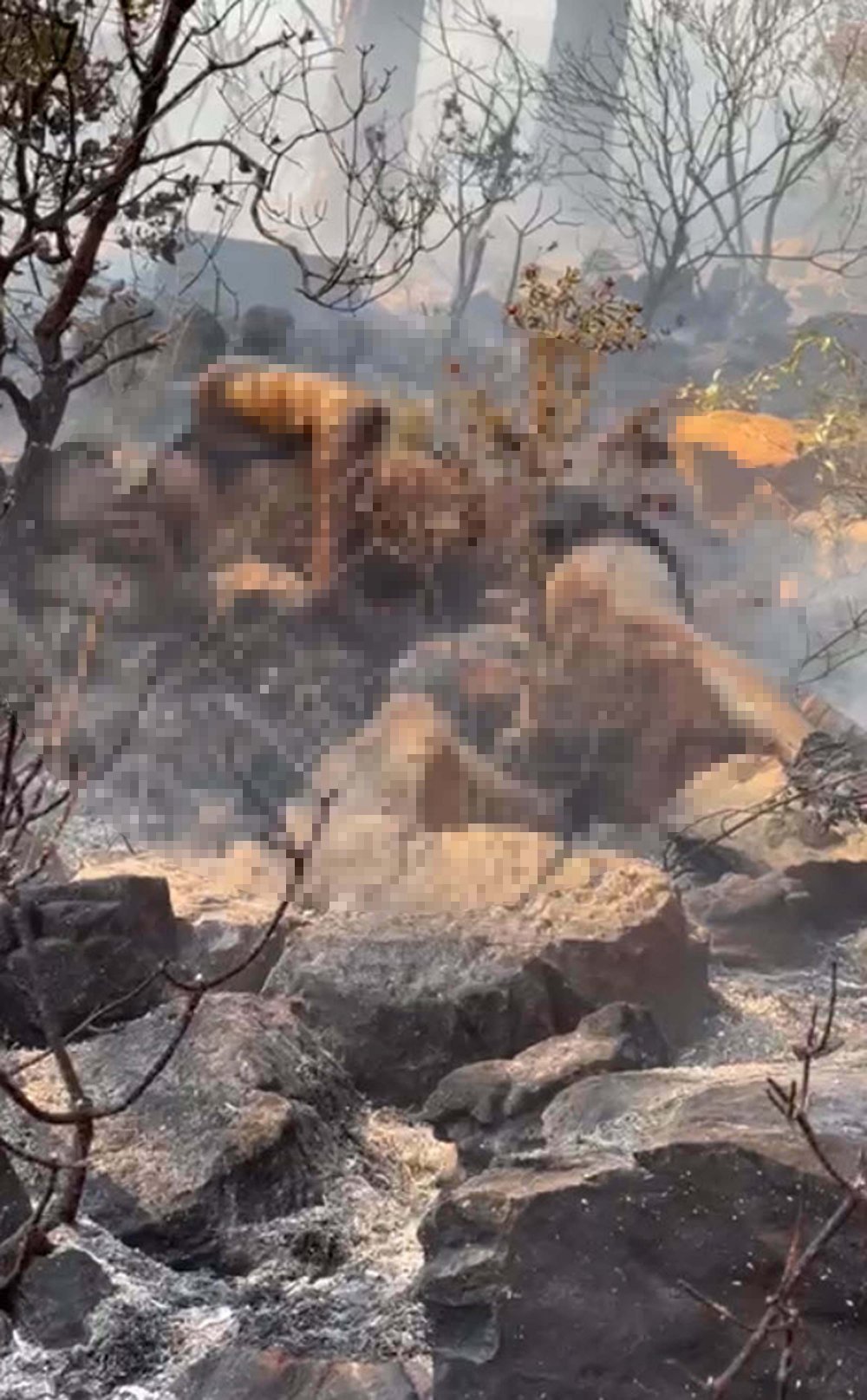 Cesedin ateşe verilmesiyle yangın çıkan olayda şüpheli serbest