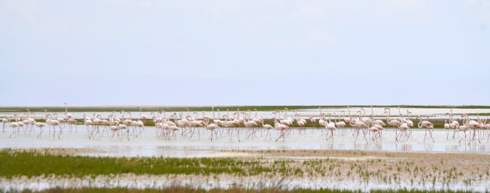 Tuz Gölü’nün yavru flamingoları